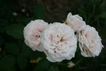 Miss Dior rose photo