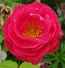 Bordure Magenta ® rose photo