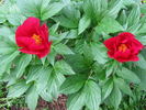 Burma Joy peony photo