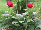 Burma Joy peony photo