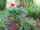 Burma Joy peony photo