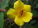 Amanogawa rose photo
