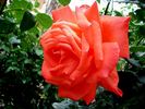 Spice Twice ™ rose photo