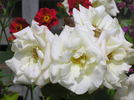 Scentasia rose photo