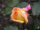 Gold Guitars rose photo