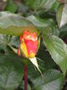 Gold Guitars rose photo