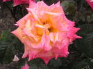 Gold Guitars rose photo