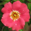 Pink Meidiland ® rose photo