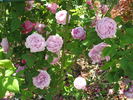 Archiduchesse Elizabeth d'Autriche rose photo