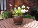 Crystal Fairy rose photo