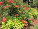 Telford's Promise rose photo