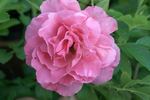 Polarsonne rose photo