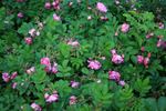 Polarsonne rose photo