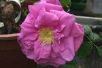 Pierette rose photo