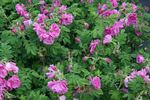Pierette rose photo