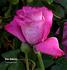 Vino Delicado rose photo