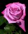 Vino Delicato rose photo