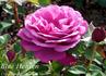 Blue Heaven rose photo