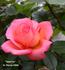 Tenerife rose photo