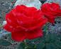 Beverly Hills rose photo