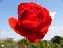 Fluorescent ® rose photo