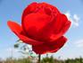 Fluorescent ® rose photo