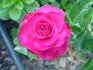 Louisville Lady rose photo