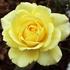 The Poet rose photo