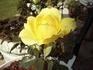 The Poet rose photo