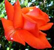 Spice Twice ™ rose photo