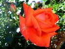 Spice Twice ™ rose photo