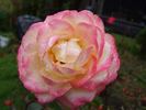 Rittertum rose photo