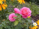 Gemma rose photo