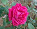Lady Mitchell rose photo