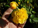 Golden Horizon ™ rose photo