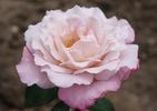 Smooth Moonlight ™ rose photo