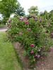 Manteau Pourpre rose photo