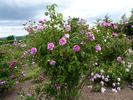 Malesherbes rose photo