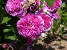 Malesherbes rose photo