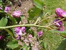 Malesherbes rose photo