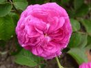 Estelle rose photo