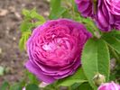 Estelle rose photo