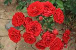 Red Triumph rose photo