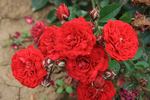Red Triumph rose photo