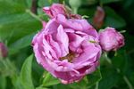 Romantic Roadrunner ® rose photo