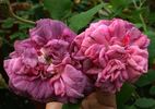 Gallica Tricolore rose photo