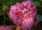 Gallica Tricolore rose photo