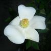 2BY2XNESSPPD rose photo