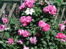 Allegro rose photo