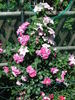 Allegro rose photo
